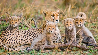 4 DAYS INTO THE WILD - SERENGETI AND NGORONGORO CRATER - Image - 7740
